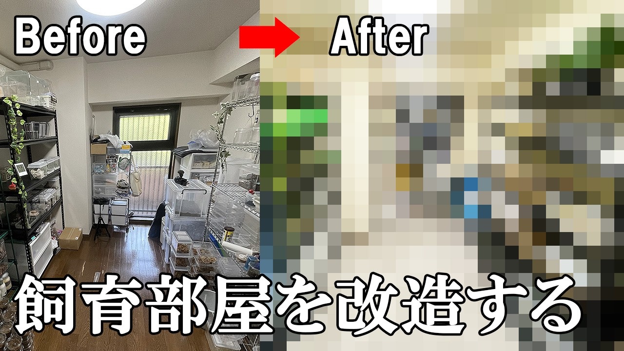 【男の夢】10万円で昆虫部屋を大改造してみた