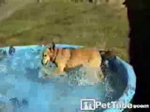 dog-swimming-in-shallow-water--pettube