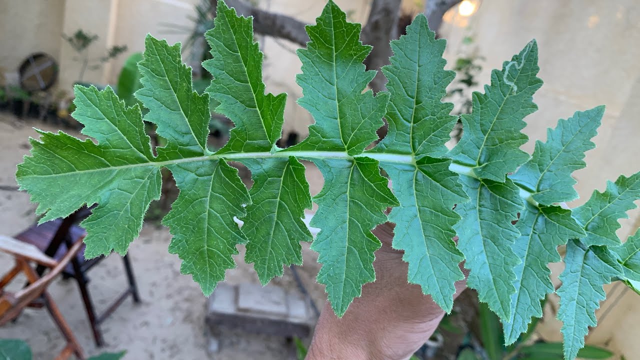 هل رأيت هذا النبات بحديقتك ؟🌿👌أوراقه وبذوره فوائدها عظيمة للصحة للجلد والبشرة و للطهي❗️
