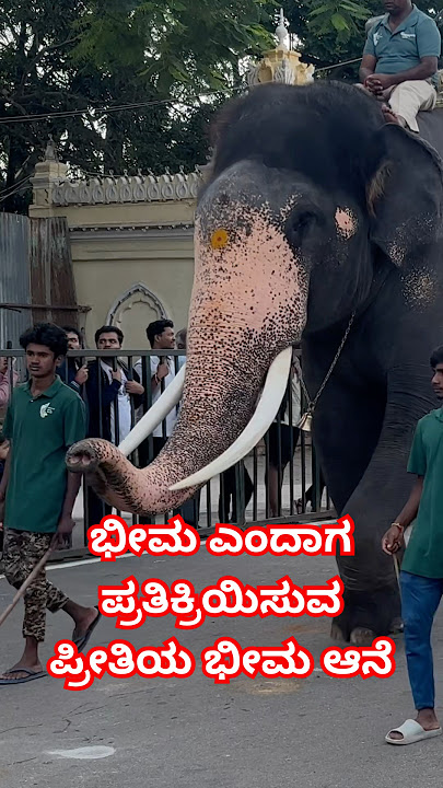 ಭೀಮ ಎಂದಾಗ ಪ್ರತಿಕ್ರಿಯಿಸುವ ಪ್ರೀತಿಯ ಭೀಮ ಆನೆ #shorts #shortsfeed MysuruDasara2024 bheema elephant