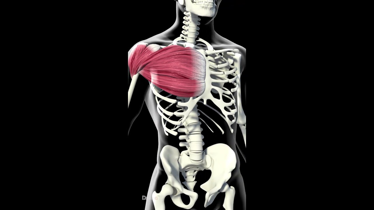 What Happens To Your Body When You Use Creatine