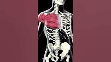 What Happens to Your Body When You Use Creatine