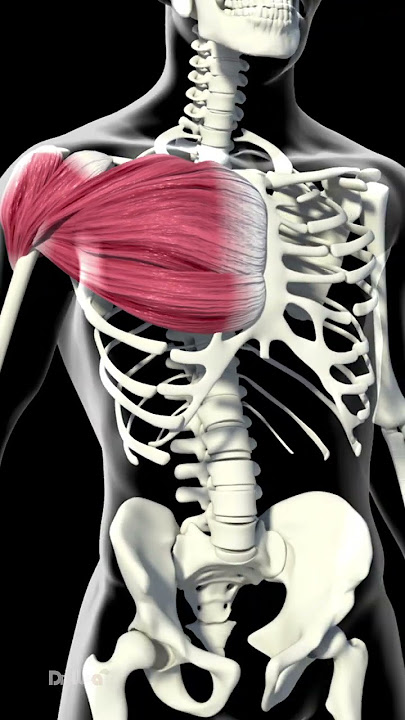 What Happens to Your Body When You Use Creatine