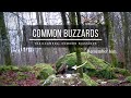 BIRDS OF PREY || Trail CAMERA footage || Common BUZZARDS