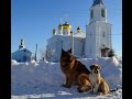 Дрессировка собак, маленький видеосюжет