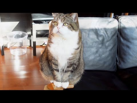 新しい羽のおもちゃで順番に遊ぶねこ。-Cats play in turn with the new feather toy.-