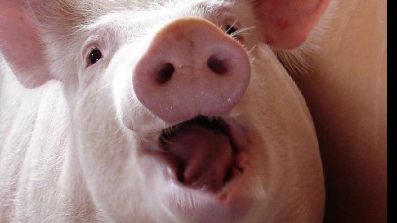 Хрюкает носом год. Свинья. Поросенок улыбается. Свинья на аву. Смешные свиньи.