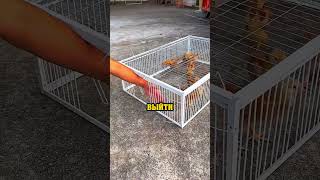 .Лучшая ловушка для птиц😢