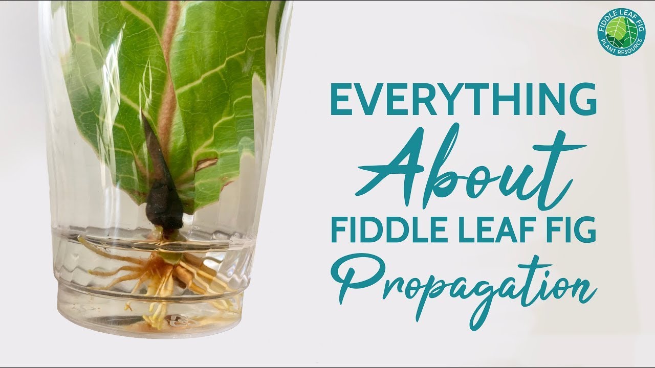 Everything You To Know About Fiddle Leaf Propagation, Leaf Fig Resource Center - YouTube
