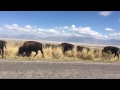 Bison Crossing Antelope Island