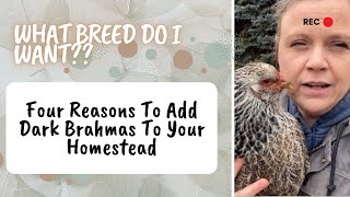 4 Reasons To Add Dark Brahma Chickens to Your Flock