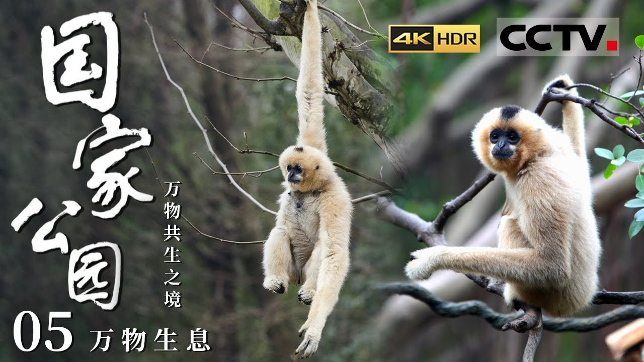 《国家公园·万物共生之境》4K 走！听海南长臂猿唱歌去！探访海南热带雨林国家公园 看海南交出的亮眼生态成绩单！EP05【CCTV纪录】