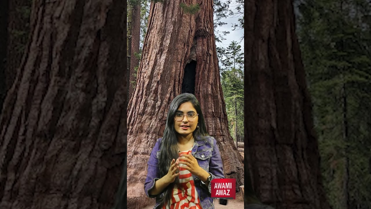 Is there a robot that automatically turns into a tree? The wonder of bio-robotics!