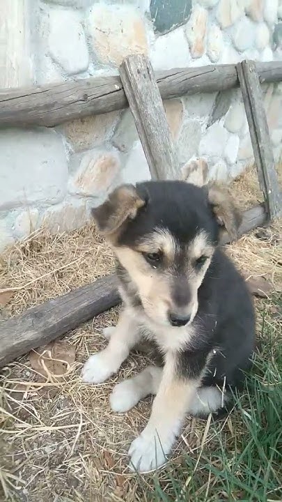 Малко кученце 🐶🐕 - YouTube