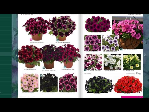 Vídeo: Cistelles Multicolors De Helipterum