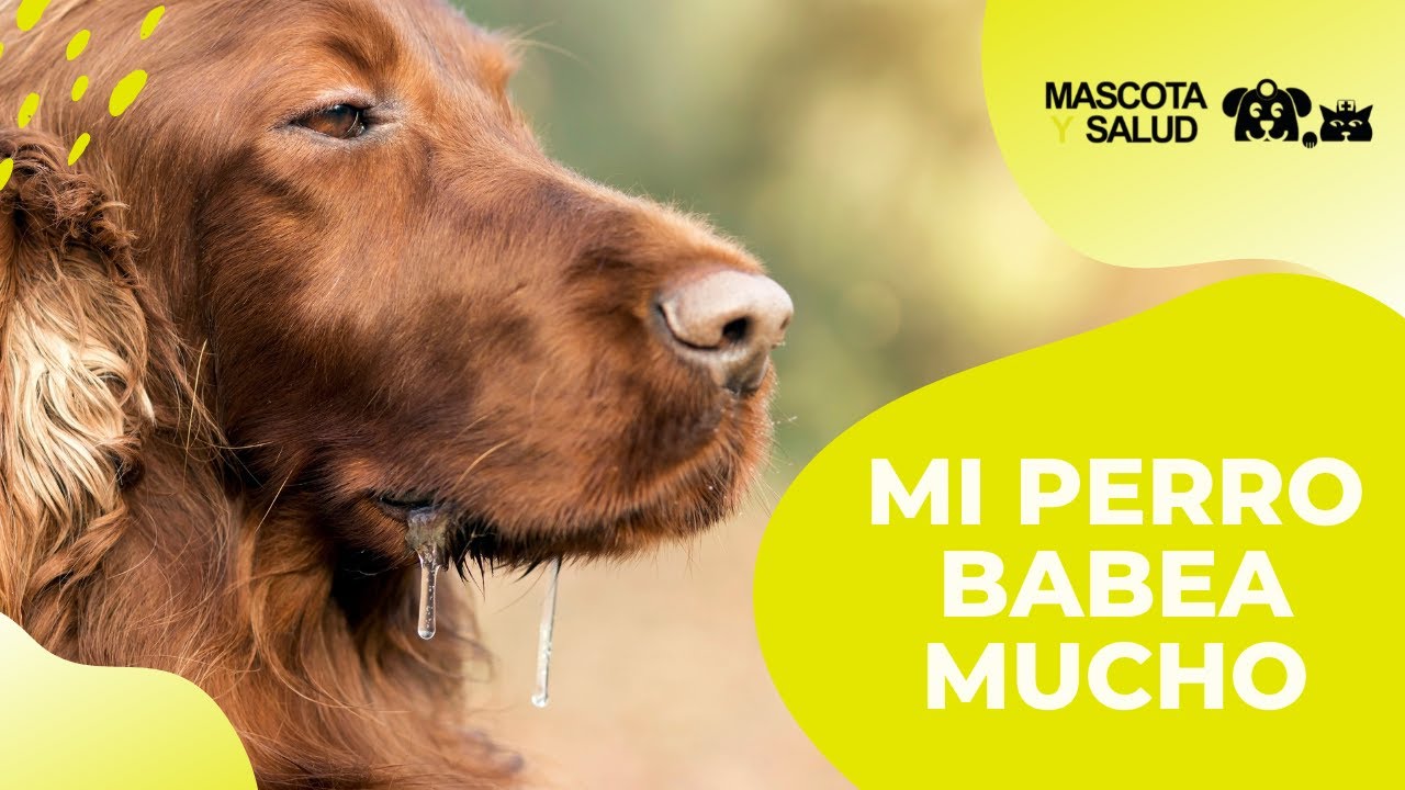 Convulsiones en Perros: Causas, Fases y Recomendaciones