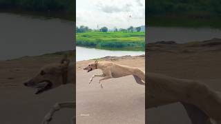 Kolhapur dog race 🚀😱 || kolhapur dog racing / dog race maharashtra || #shorts #arfyads