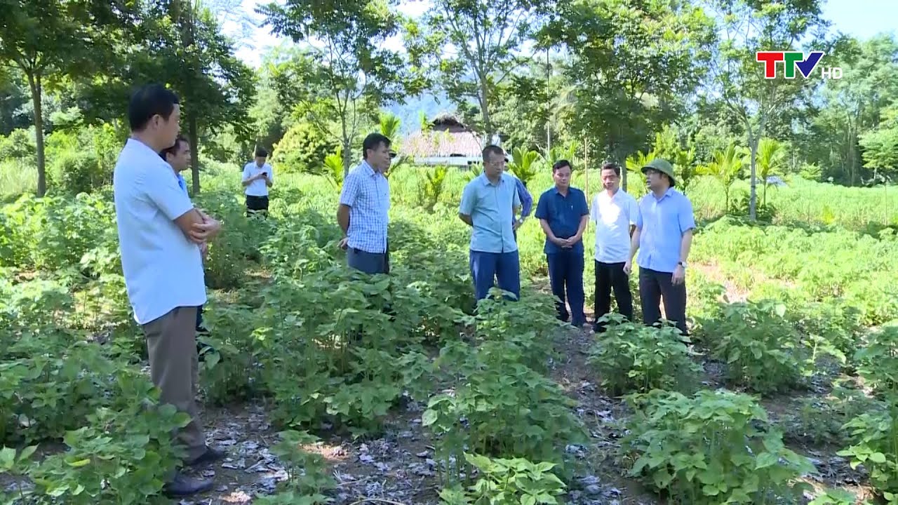 Kiểm tra tiến độ trồng gai xanh tại huyện Bá Thước |... - youtube