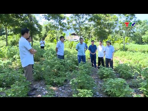 Video Kiểm tra tiến độ trồng gai xanh tại huyện Bá Thước |... - youtube