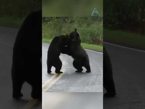 Два медведя устроили драку.
