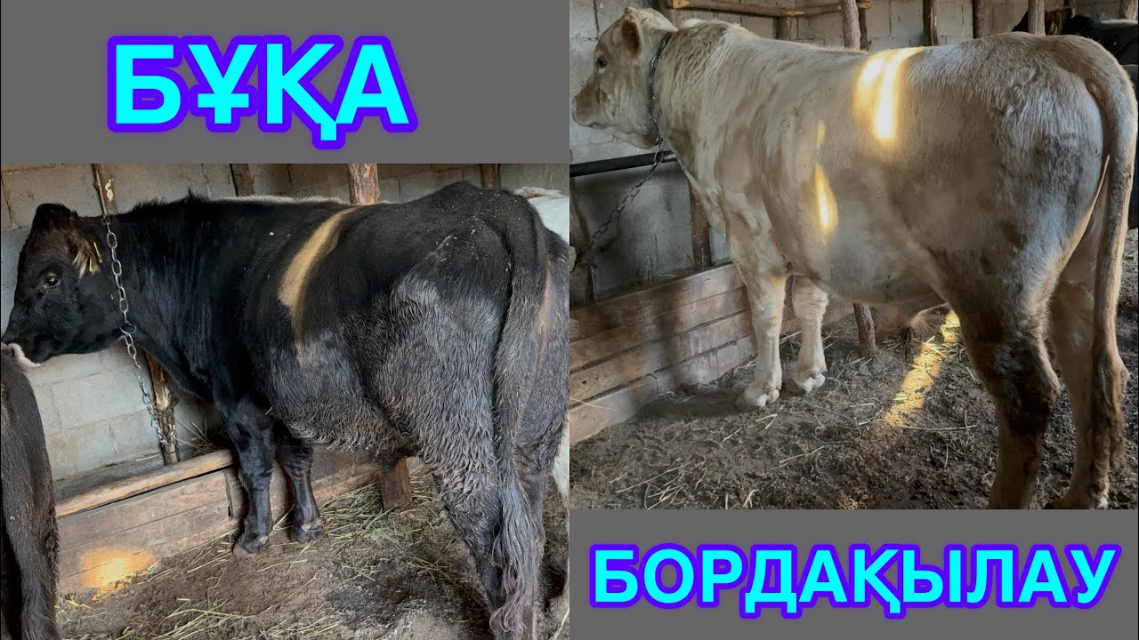 БҰҚА БОРДАҚЫЛАУ. АРТЫҚ ШЫҒЫНСЫЗ ТИІМДІ СЕМІРТУ