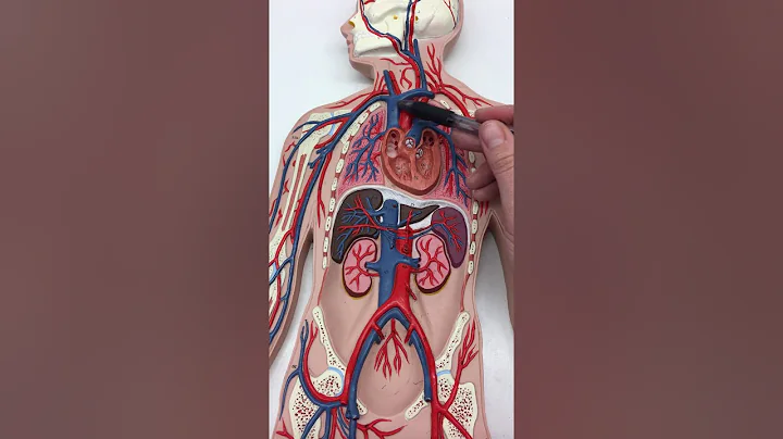 Human Blood Vessels