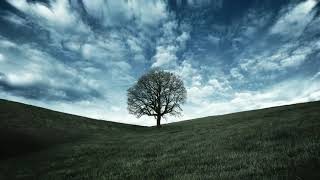 Tree Background No Copyright Video | Lone Tree Copyright Free Videos | Free Stock Videos | Footage