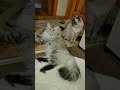 Всем спасибо за👍 и комментарий (давайте знакомиться кто из какого города?) #люблювас #моилюбимки