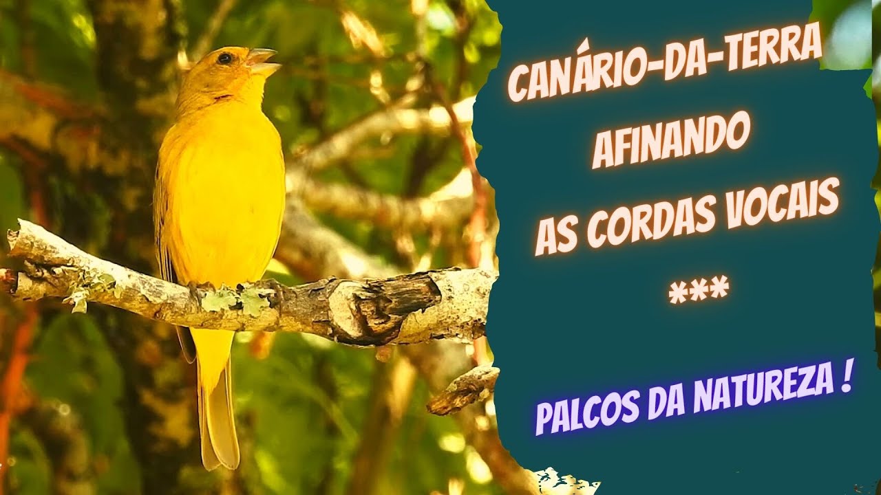 CANTO do CANÁRIODATERRA (SICALIS FLAVEOLA), Livre na natureza, SAFFRON FINCH, AVE CANORA