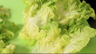 laitue premières vraies feuilles