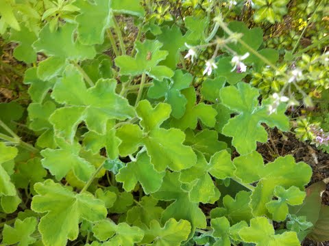 Pelargonium tomentosum 'Peppermint
