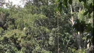 Colobus monkey jumping