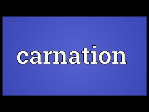 Carnation Meaning