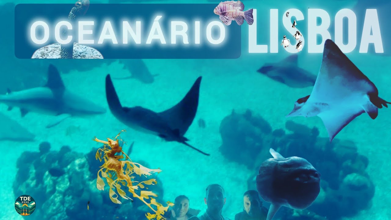Oceanário de Lisboa: Descobre a Magia do Mundo Subaquático 🌊🐠 🇵🇹
