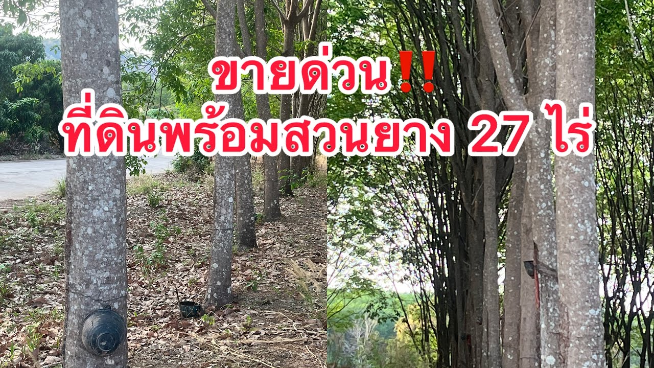 ขายที่ดินพร้อมสวนยางพารา 27 ไร่ พึ่งเปิดหน้าที่ 2 ติดถนนคอนกรีด
