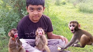 cute baby monkey eating lollipop and play with cat