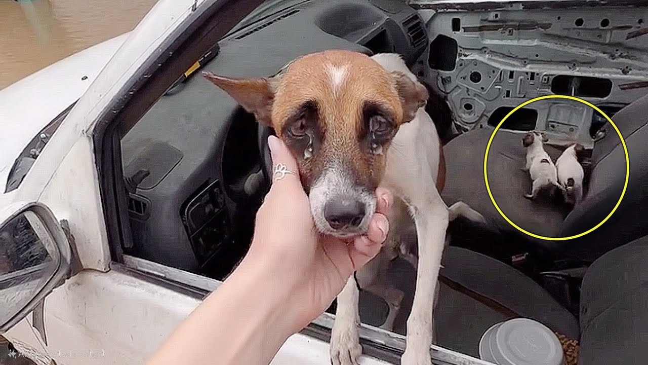 Mama dog cried and begged to save her desperate puppies as the flood ...