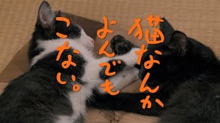 映画『猫なんかよんでもこない。』劇場予告編