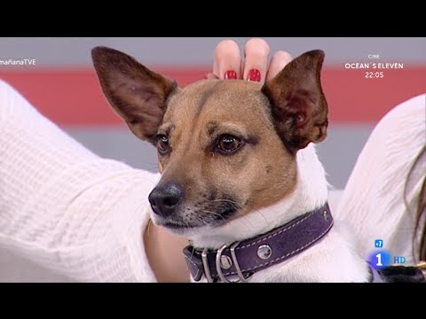 Video: Programas de televisión diseñados para perros