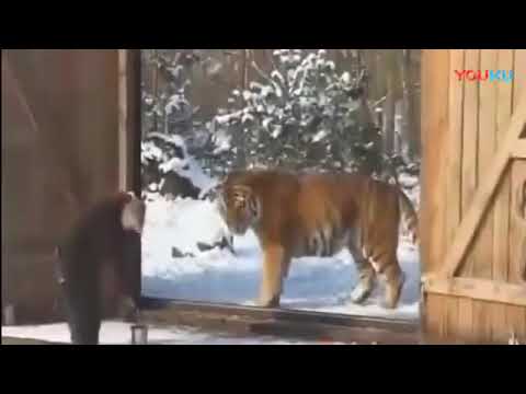 Огромный Амурский тигр -  ( Весом 334 кг)