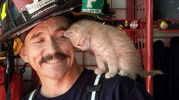 When the cat distribution system chooses you🐱