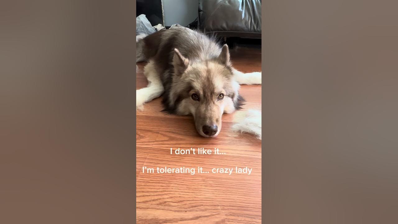 I Tried To Brush Out My Husky And He Started Arguing With Me 😂😂😂
