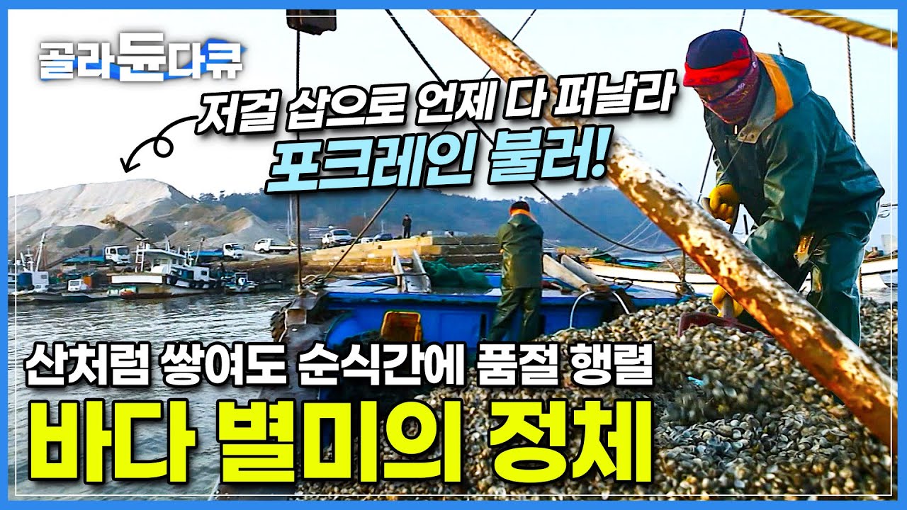 입항하는 배 마다 만선 행진!│삽으로 도저히 다 나를 수 없을만큼 잡혀서 진짜 포크레인을 불렀다│잡아도 잡아도 품절, 겨울 별미 새꼬막 잡이│한국기행│#골라듄다큐