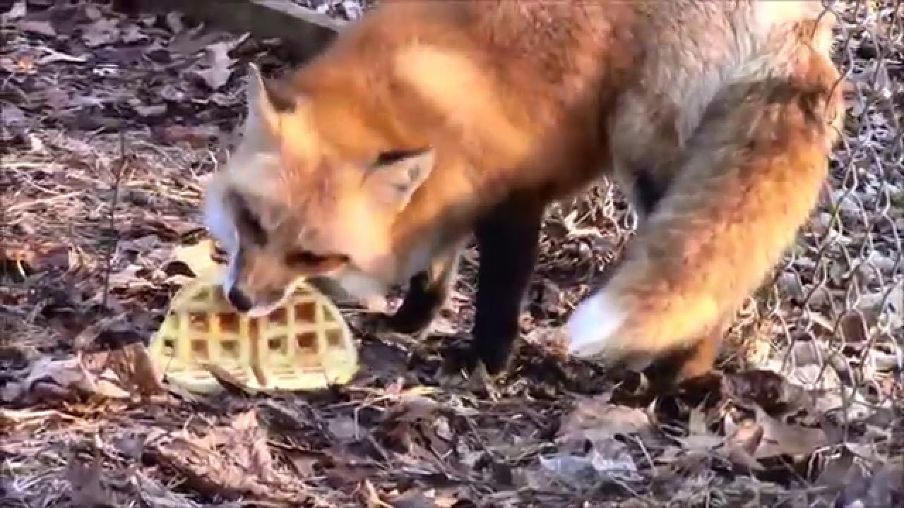 Christmas Waffle N Turkey For Ronron Youtube