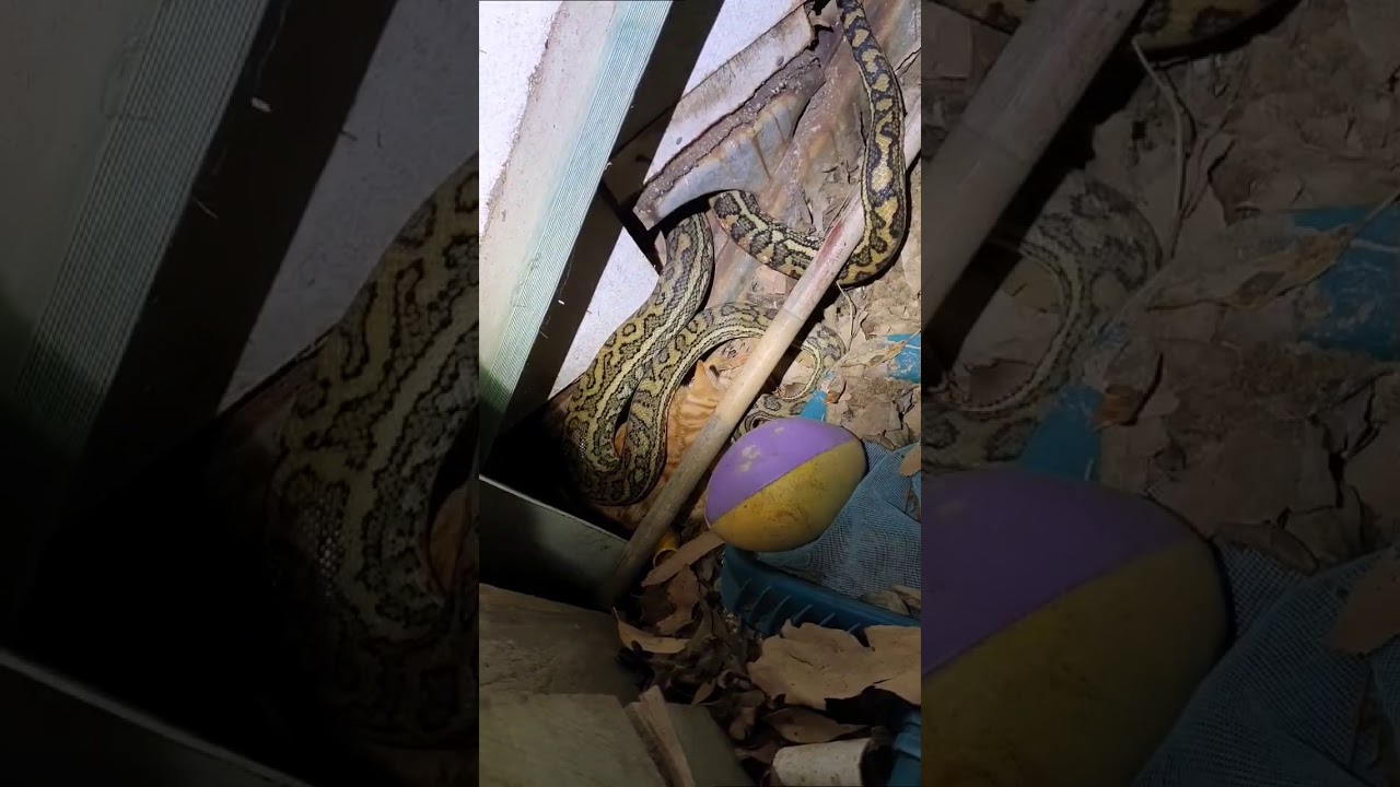 SNAKE AND PET CAT HAVE CONFRONTATION!