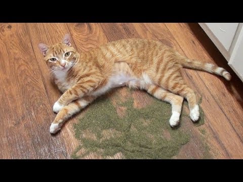 Video: Catnip Böyük çiçəkli