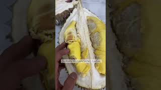 DURIAN MUSANGKING GAGAL GAES 😱😱😱 #durian #musangking #masduren