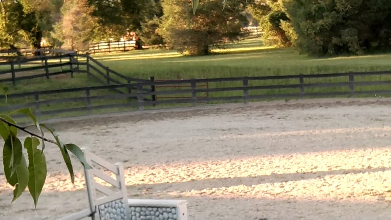 Children's Equitation riding Of Royal Descent! YouTube