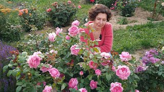 Розы в моём саду - 2023 / Новые сорта роз / Roses in my garden 2023 / New varieties of roses /