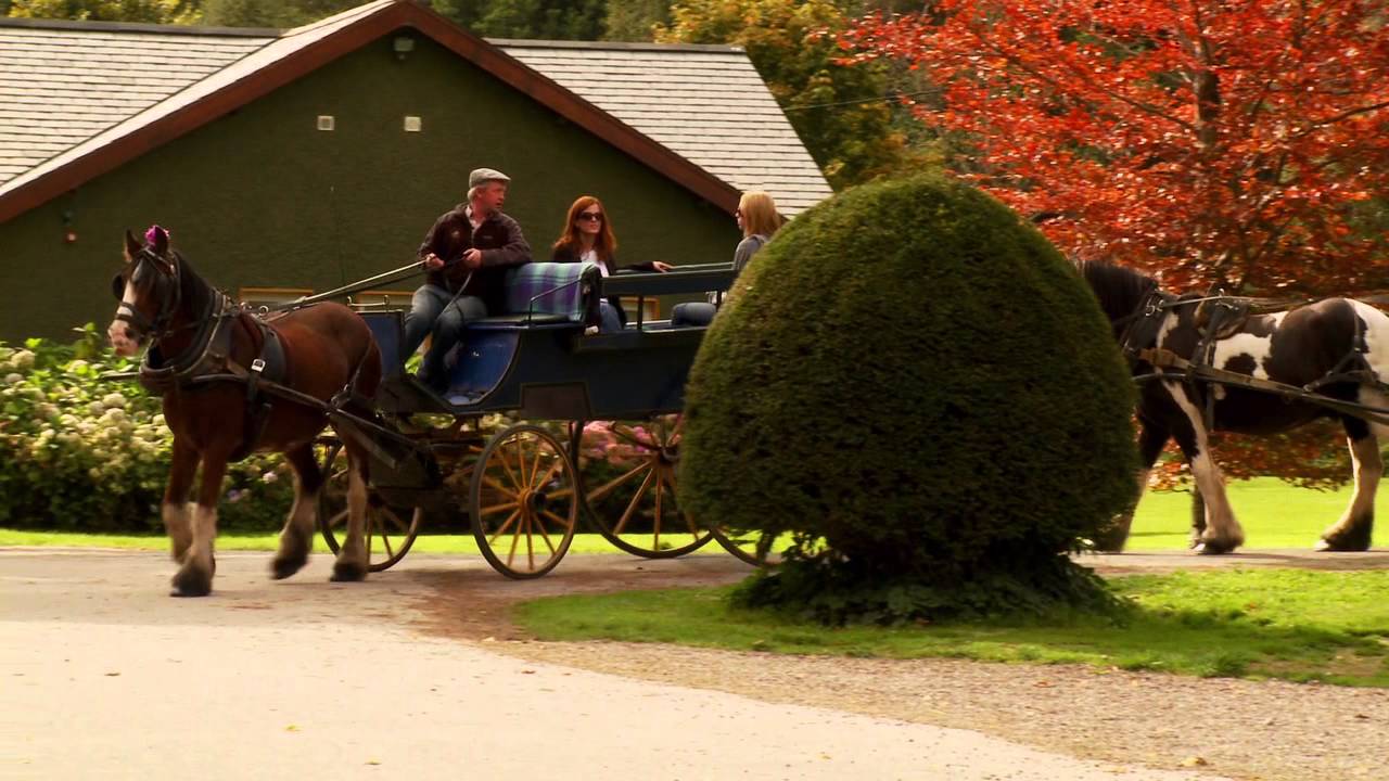 Killarney Jaunting Cars Tangney Tours YouTube